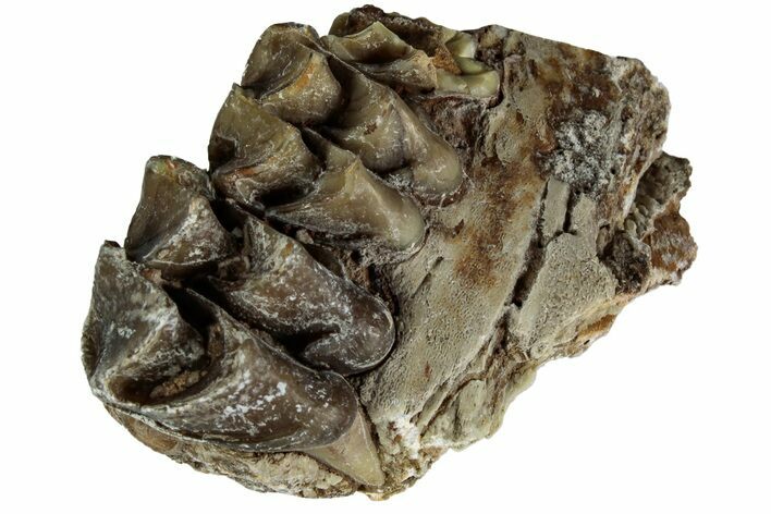 Oreodont (Merycoidodon) Jaw Section - South Dakota #215914